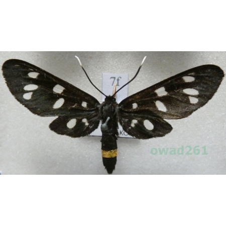 Amata phegea (Linnaeus, 1758) Oblaczek granatek Czech7f